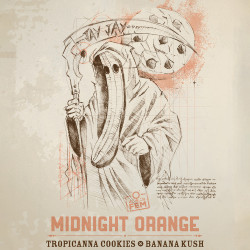Maison Ikonik - Midnight Orange